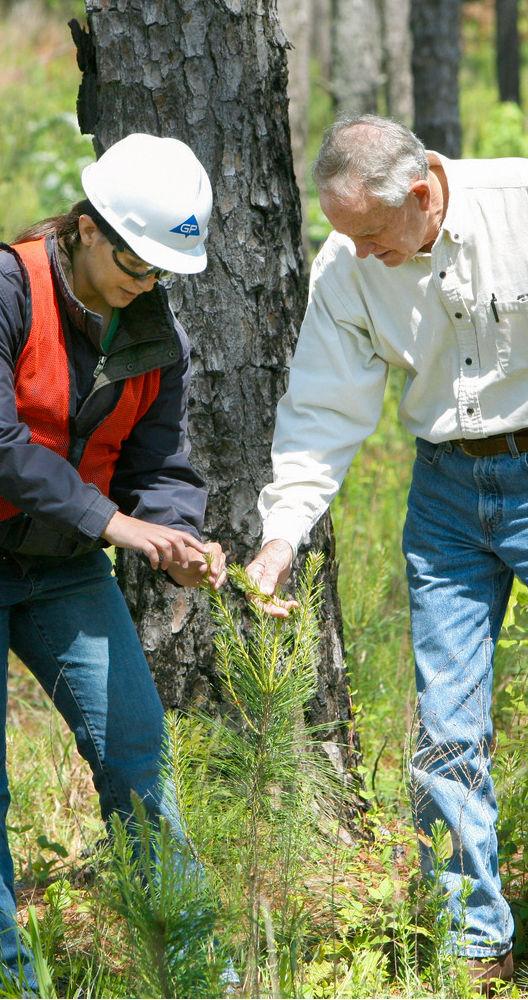 Two Georgia-Pacific employees inspecting new growth in a forest